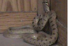 Un pericoloso serpente nei container di Camp Liberty